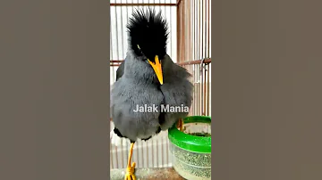 Jalak Kebo Mata Kuning Gacor Bikin Semua Jalak Nyaut 