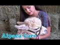 Alpaca Care