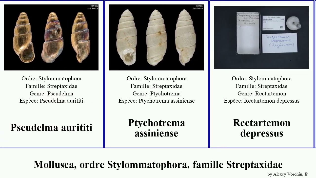 Mollusca, ordre Stylommatophora, famille Streptaxidae Stemmatopsis Light lemyrei aurititi Fractal