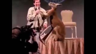 INSANE BOXING BLOOPERS