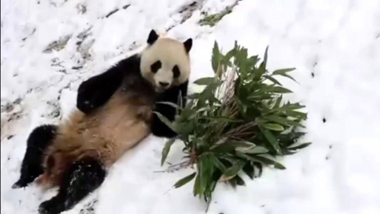 Adorable Giant Panda Playing in Snow ❄️🐼 | Cute Panda Fun in China