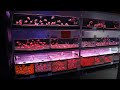 HUGE Fish Store Tour in JAPAN! Paupau Aqua Garden is AMAZING