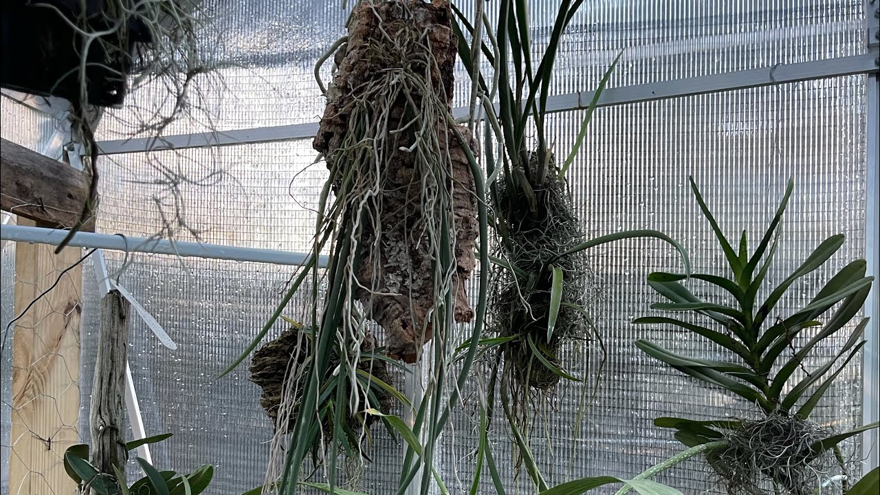 Mounting my Trichocentrum Stacyi on a piece of cork.
