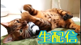 【ランチ生配信2/18】昨日は夜中に地震が来てビビリました生配信