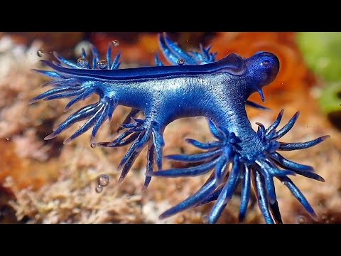 Rare Sighting Of Fascinating Blue Dragon
