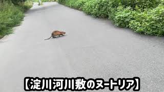 【野生ヌートリア】大人しくなでなでさせてくれました( ´◕ω◕ ` )♪ 【野生ヌートリア】大人しくなでなでさせてくれました( ´◕ω◕ ` )♪