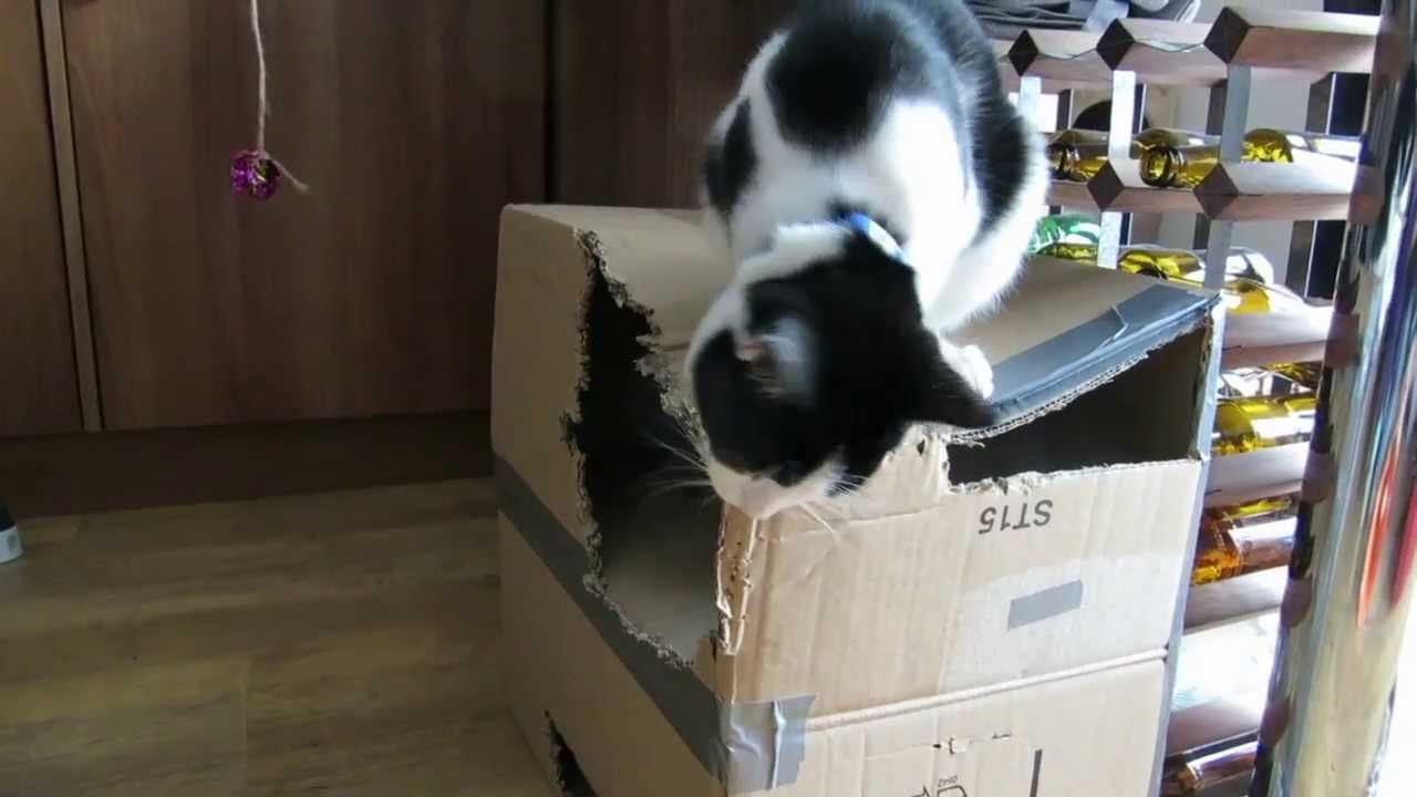 Cat Destroying Box YouTube