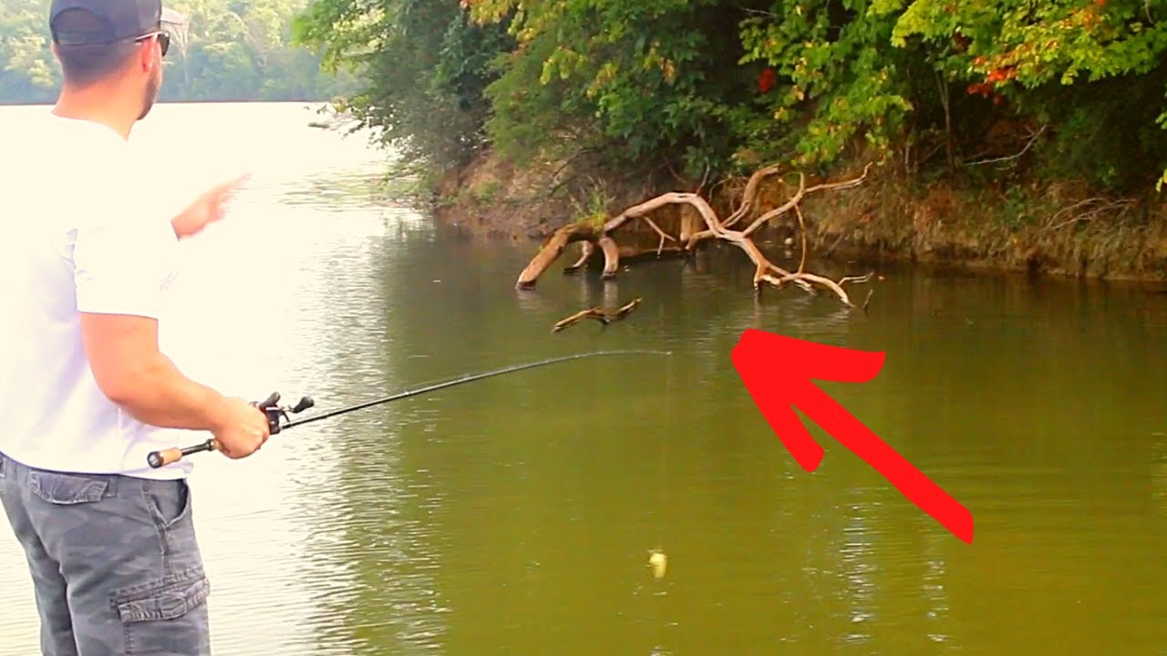 More Than Likely…There's a BASS In There!! (The Laydown Tree)
