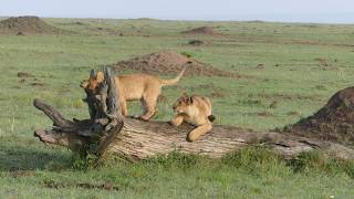 2 lion cubs goofing around on a log - Masai Mara, Kenya, 2017 - 4K