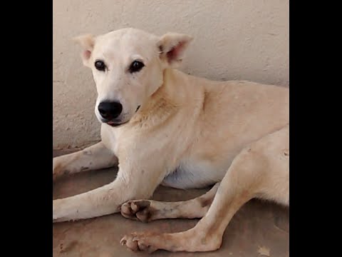 nature kpop funny dog in toilet mood