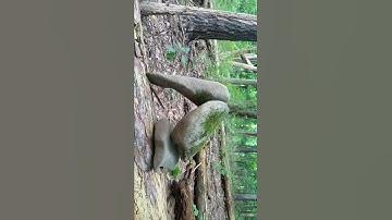 Sasquatch rock structure