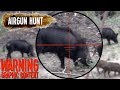Texas hog hunt with 303 caliber airgun