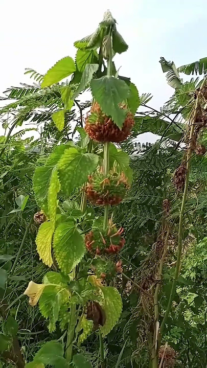 UNGU - Aku Bukan Pilihan Hatimu #shortvideo #laguhits #storywa #musikindonesia #3001 #laguviral