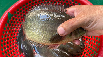 Tập 326 - Quá Xá Đã Trúng Con Kênh Này Toàn Cá Khủng Giựt Thấy Mê Thật | Câu Cá Rô Đồng | MQTG