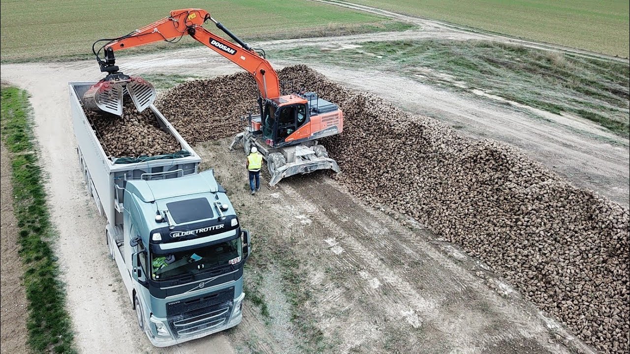 Chargement des betteraves à sucre avec une pelle sur roues doosan