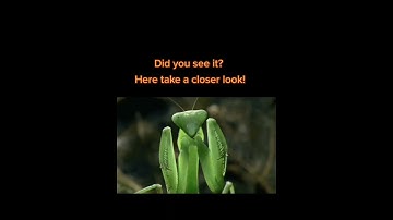 Grim Reaper Sighting #grimreaper #death #scaryvideo #zhauntedlyfe #creepypasta #horror #creepyvideos