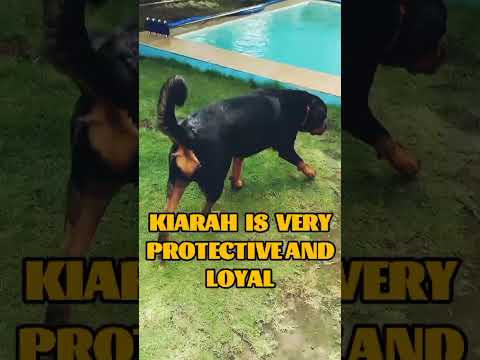 ROTTWEILER DOG IS
