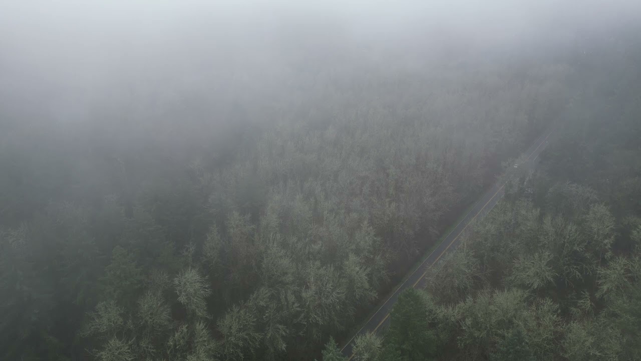 Fog Over The Forest