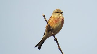 Коноплянка или реполов - певчая птичка с красной грудкой | Linaria cannabina