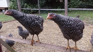 My Barred Plymouth Rock Chickens from Cackle Hatchery