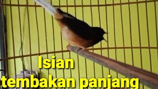 Murai batu gacor nembak panjang bongkar isian masteran terbaru