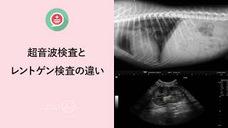 レントゲン検査と超音波検査の違いについて｜それぞれ何が分かる