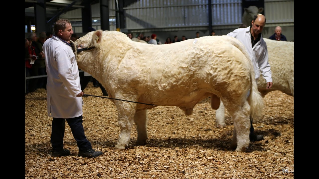 Рождественская хлопушка Шароле 2015