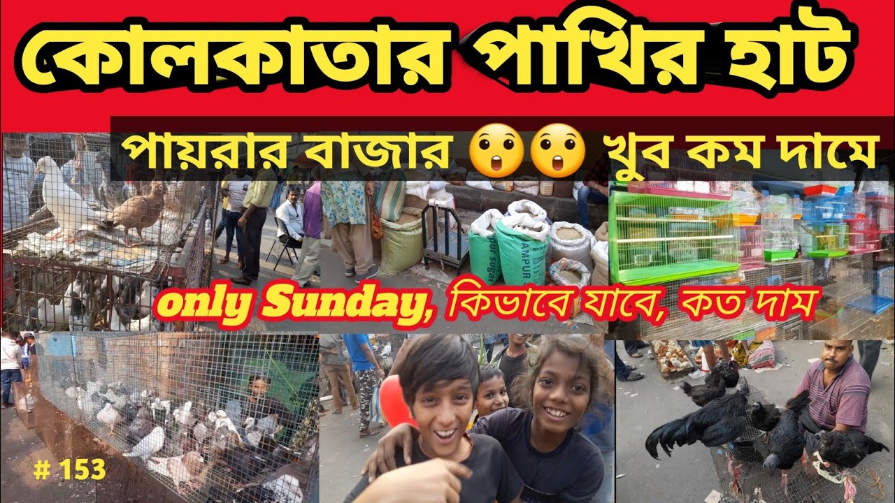 কলকাতার পাখির হাট // বিভিন্ন প্রজাতির পাখি //পায়রার বাজার // ঝুটি পায়রা, রাজা পায়রা  