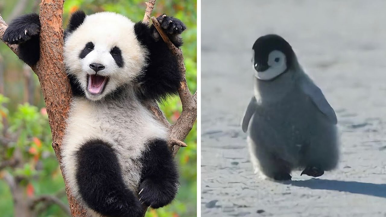 Cute Animals Compilation Videos Funny Moment - Animals Life Channel #8