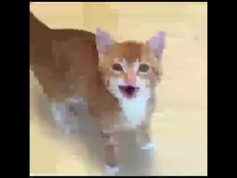 لحن ببجي بصوت قطط