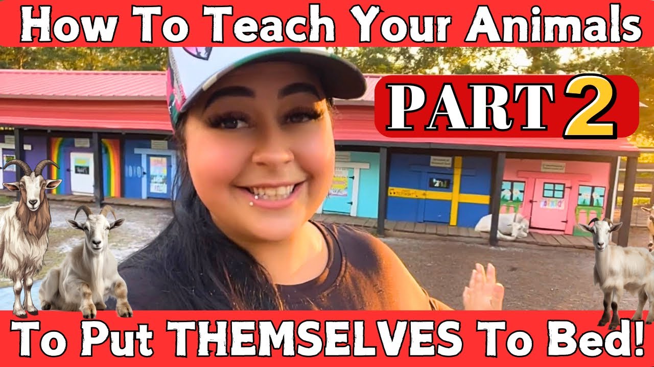 How to teach your animals to put themselves to bed part 2 youtube