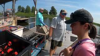 Airboat tour in gator infested waters. Boggy Creek Airboat Ride!!! Kissimmee Florida