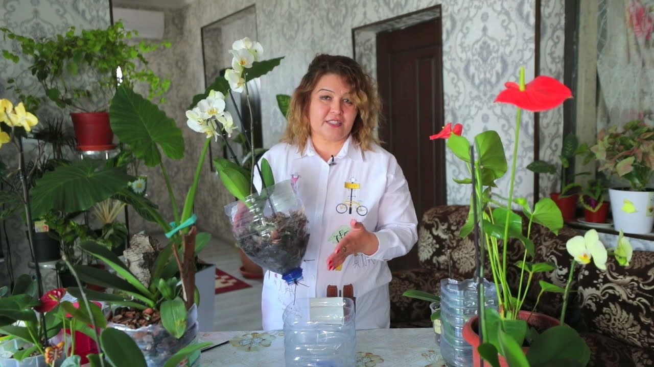 Orxideya parvarishi  |Орхидея Фаленопсис| #4