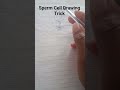 Sperm Cell Drawing Trick