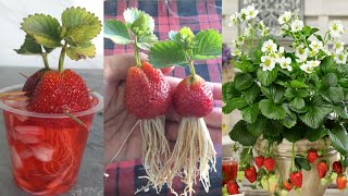 : New technique: No need to grow strawberries any garden soil | strawberries growing in water |