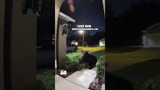 Crazy Bear Attack Caught On Ring Camera