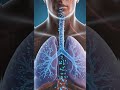 Oxygen Enters, Carbon Dioxide Leaves – See It Happen | Inside Your Lungs: Oxygen vs Carbon Dioxide 🫁