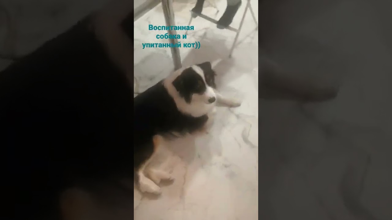 Щенок, выросший с кошками, научился мурлыкать: история непростой дружбы.