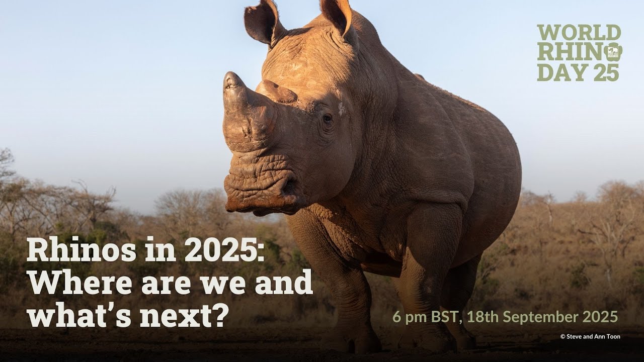 Rhinos in 2025: Where Are We and What’s Next?