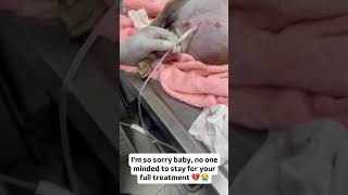 UPDATE 💔🐾This baby puppy is in severe pain. His stomach is dangerously swollen with fluid#usa#uk#dog