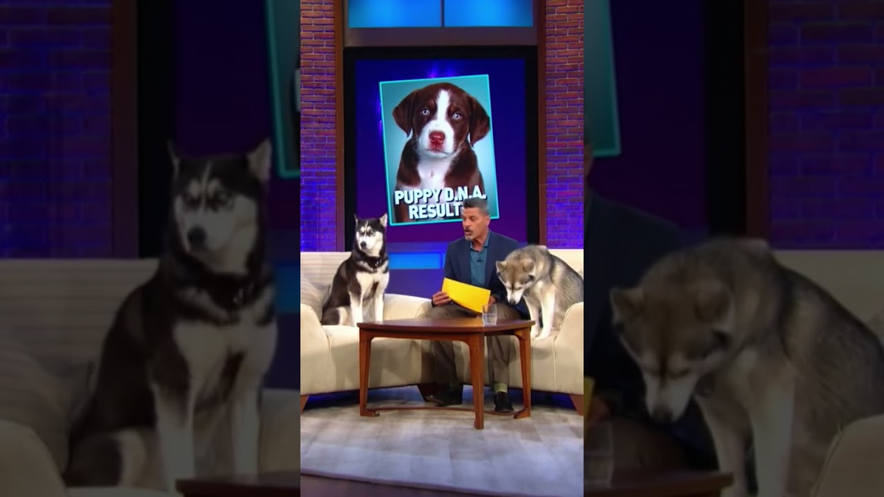 Husky cries under the desk