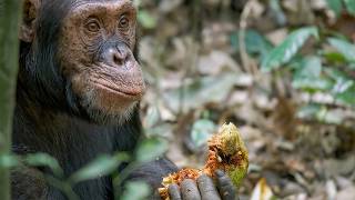 GED 1193 Uganda: A Chimpanzee's Gaze FR 49 HD screenshot 1