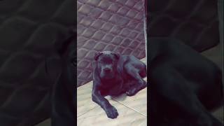 Help Shadow Reach 1K 🐶 | #1ksubscribers #shadowunleashed #puppyjourney