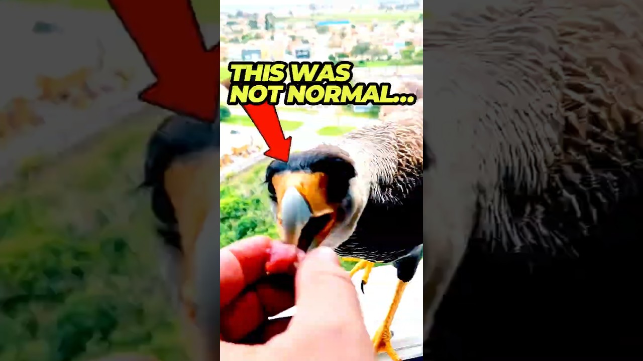 I Fed a Bird… Then This 😳🐦