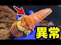 【衝撃】通常の5倍くらい膨張した角を持つヘラクレスオオカブトが出現しました