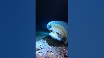 beautiful jellyfish, #shorts