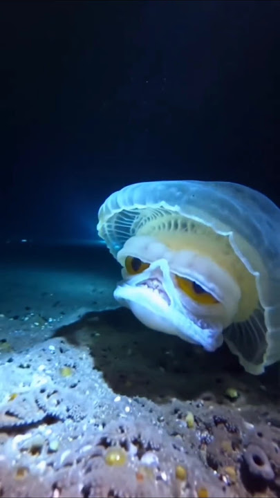 beautiful jellyfish, #shorts