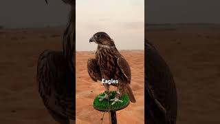 Eagle Bangladesh The Team That Defied A Nation