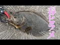 春ヒラメこれで釣ったよ!