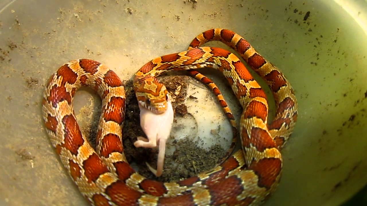 Kornnatter beim Fressen